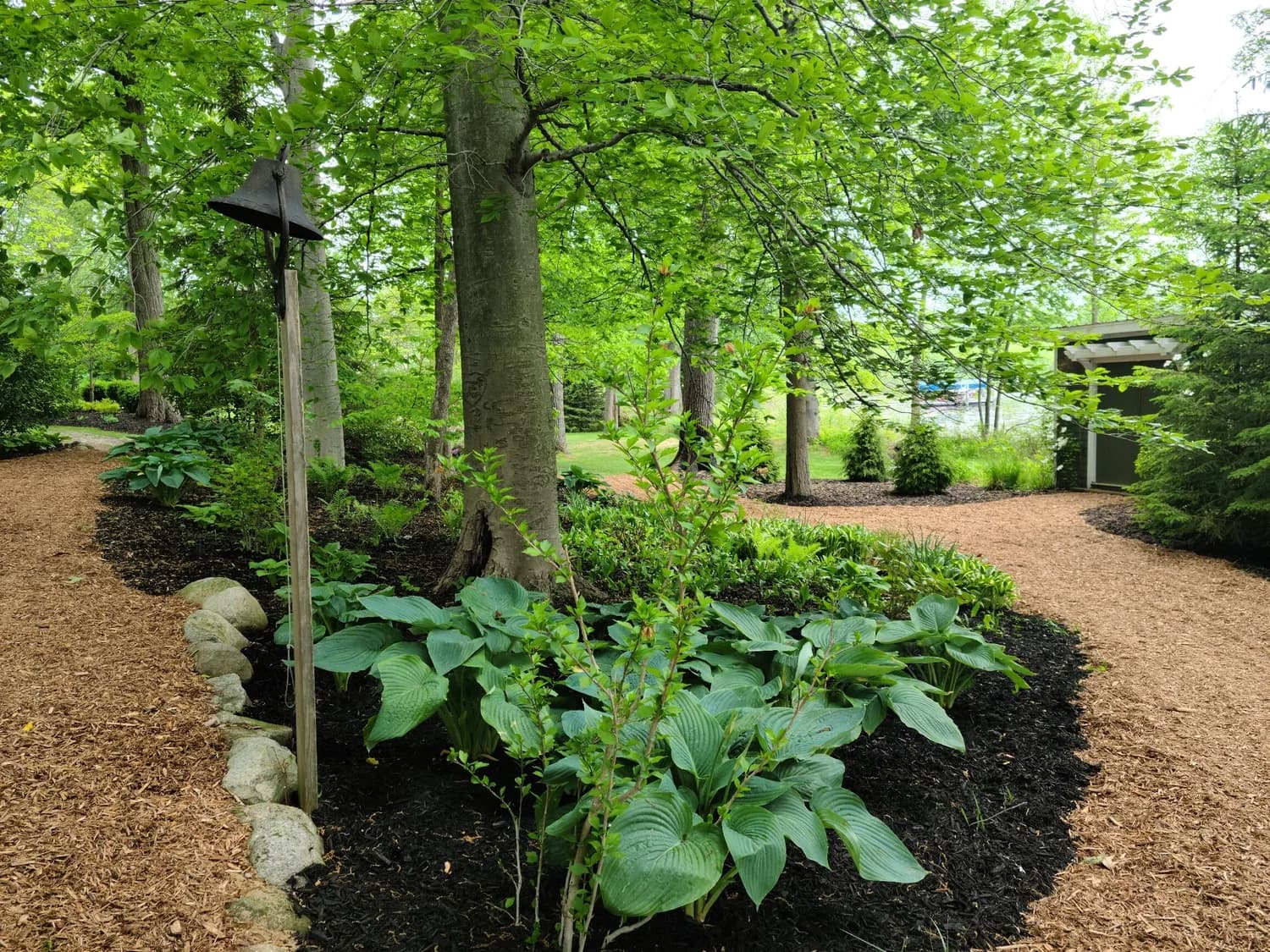 Lush shaded garden bed with hostas under mature trees, Southwest Michigan